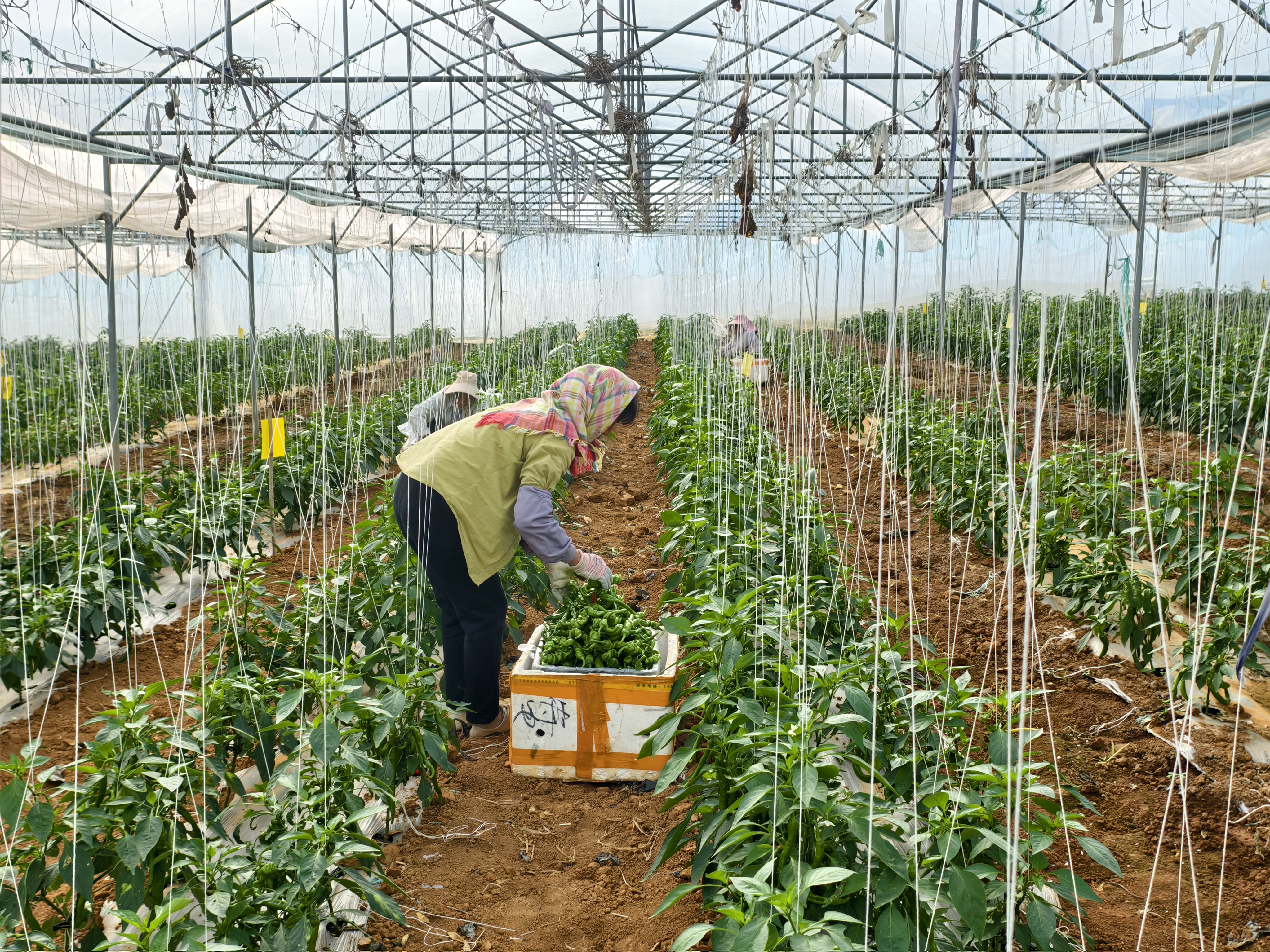 沖刺四季度 打贏(yíng)收官戰(zhàn)丨羅陽(yáng)設(shè)施蔬菜大棚辣椒喜獲豐收
